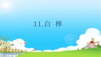 小学语文人教部编版四年级下册11 白桦图文ppt课件