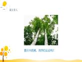 部编版语文四年级下册 第3单元 11.白桦 PPT课件+教案