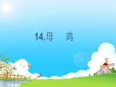 部编版语文四年级下册 第4单元 14.母鸡 PPT课件+教案