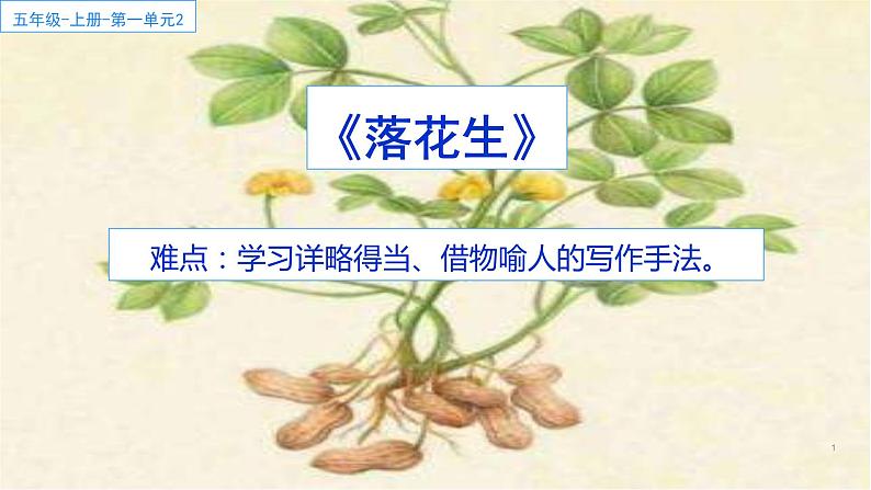 部编版五年级上册《落花生》　优质课件01