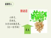 部编版五年级上册《落花生》　优质课件