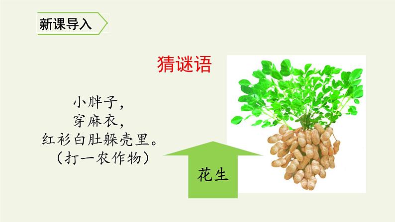 部编版五年级上册《落花生》　优质课件02