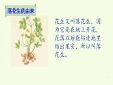 部编版五年级上册《落花生》　优质课件