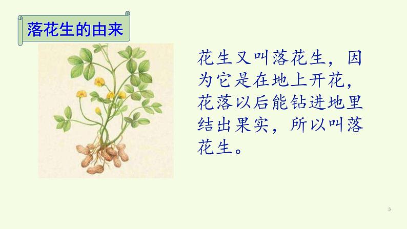 部编版五年级上册《落花生》　优质课件03