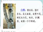 人教部编版语文四年级下册 第三单元 11 白桦 PPT课件