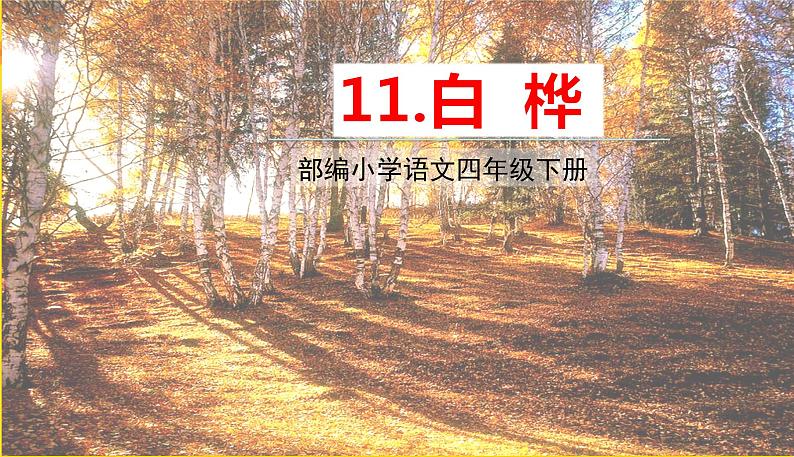 人教部编版语文四年级下册第三单元——11白桦课件PPT第1页