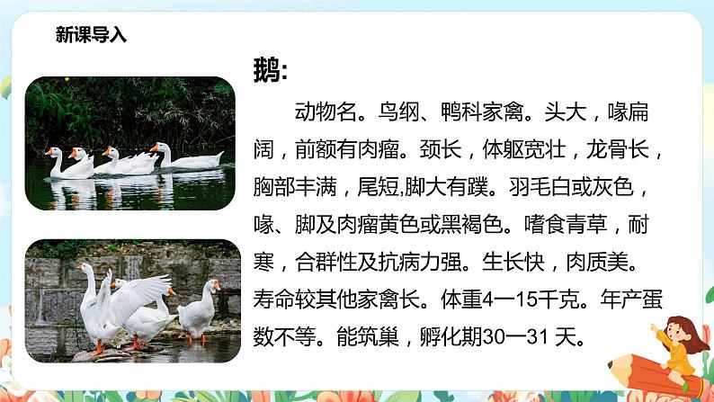 15.白鹅（第1课时）课件（送教案+练习）03