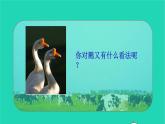 2021秋四年级语文上册第六单元18牛和鹅课件新人教版