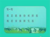 2021秋四年级语文上册第六单元18牛和鹅课件新人教版