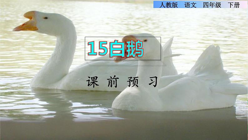 15《白鹅》课件+教案+素材+练习01