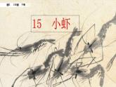 人教部编版（五四制）三年级下册语文15 小虾课件