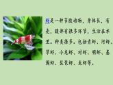 人教部编版（五四制）三年级下册语文15 小虾课件