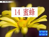 人教部編版（五四制）三年級(jí)下冊(cè)語(yǔ)文14 蜜蜂課件