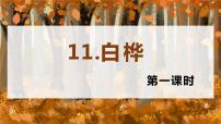 小学语文人教部编版四年级下册11 白桦精品课件ppt