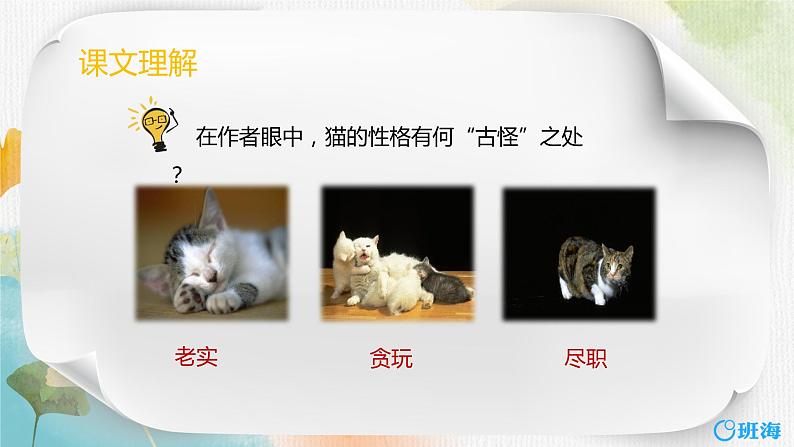 13.猫  课件+教案07