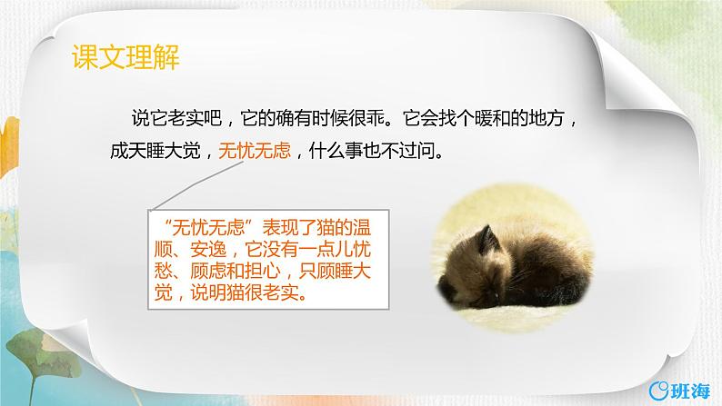 13.猫  课件+教案08