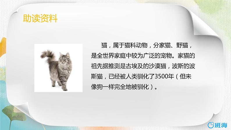 13.猫  课件+教案06