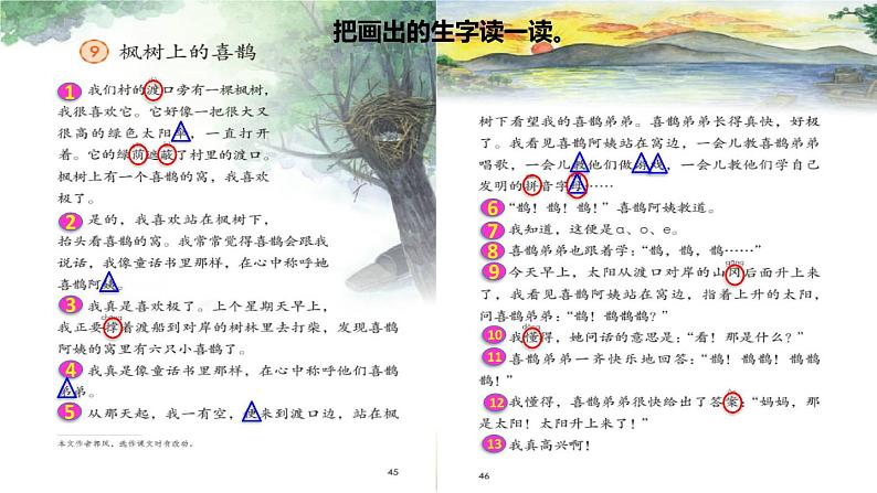 人教版二年级下册语文 第4单元 9 枫树上的喜鹊初读感知课件05