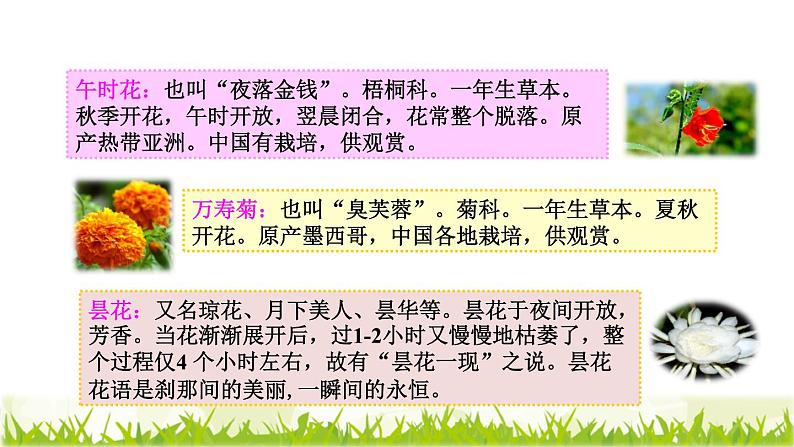 人教版三年级下册语文 第4单元 第13课 13 花钟课前预习课件第3页