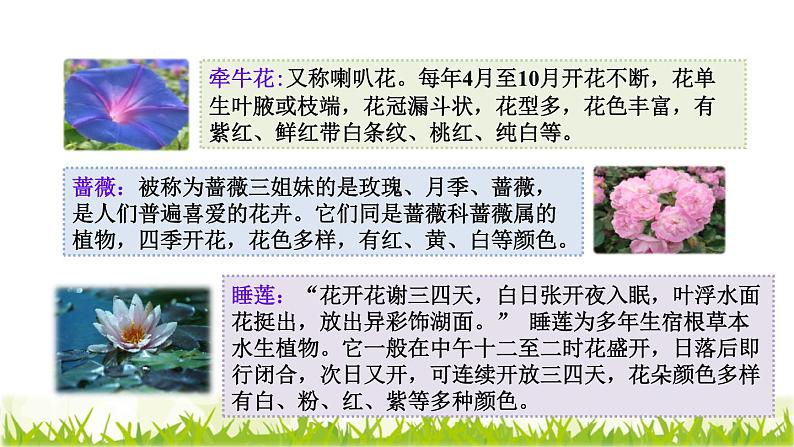 人教版三年级下册语文 第4单元 第13课 13 花钟课前预习课件第4页