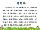 人教版三年级下册语文 第4单元 第14课 14 蜜蜂初读感知课件