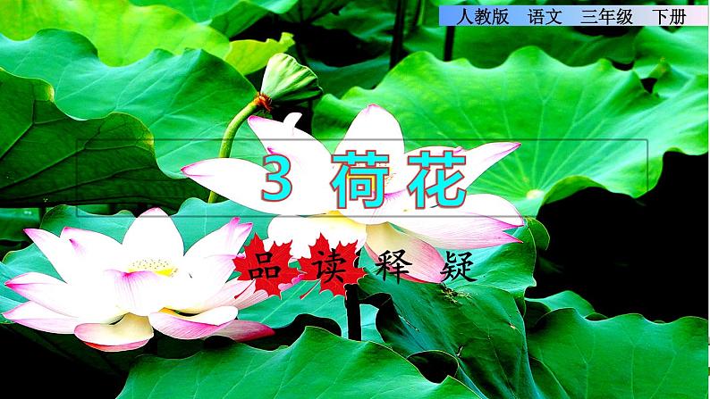人教版三年级下册语文 第1单元 第3课 3 荷花品读释疑课件第1页