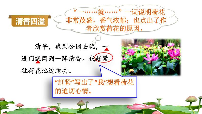 人教版三年级下册语文 第1单元 第3课 3 荷花品读释疑课件第5页