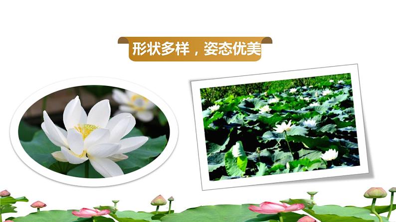 人教版三年级下册语文 第1单元 第3课 3 荷花品读释疑课件第7页