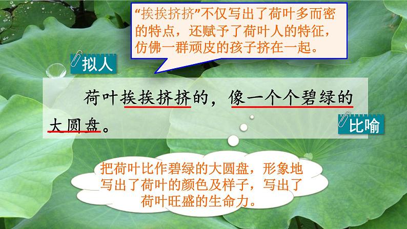 人教版三年级下册语文 第1单元 第3课 3 荷花品读释疑课件第8页