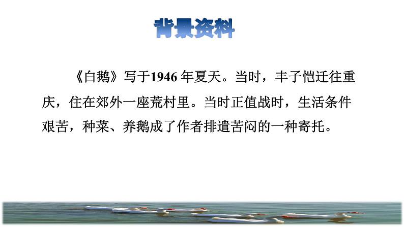 人教版四年级下册语文 第4单元 15.白鹅课前预习课件第3页