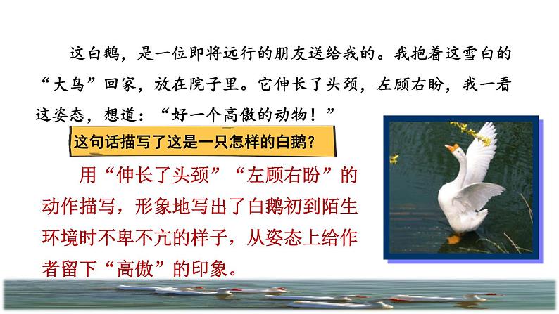 人教版四年级下册语文 第4单元 15.白鹅品读释疑课件06