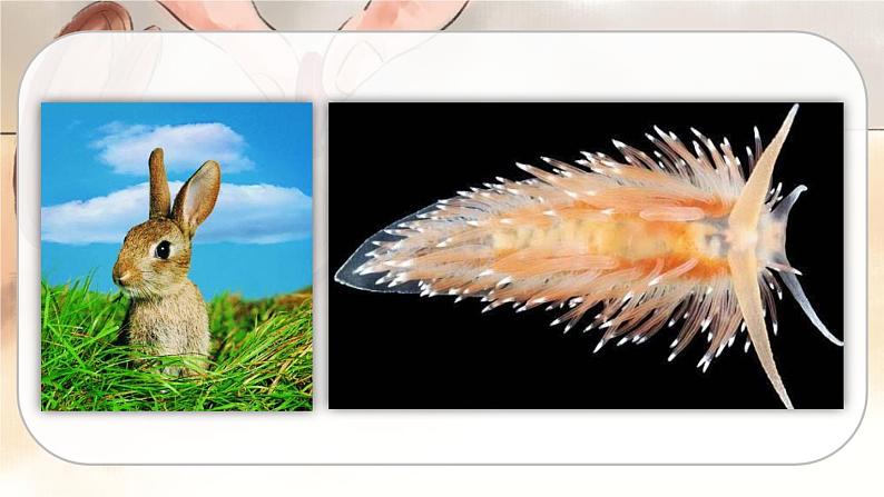 人教版语文六年级下册 第五单元16.表里的生物PPT课件+教案03