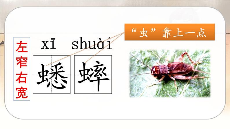人教版语文六年级下册 第五单元16.表里的生物PPT课件+教案08