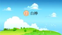 小学语文人教部编版四年级下册第三单元11 白桦图文课件ppt