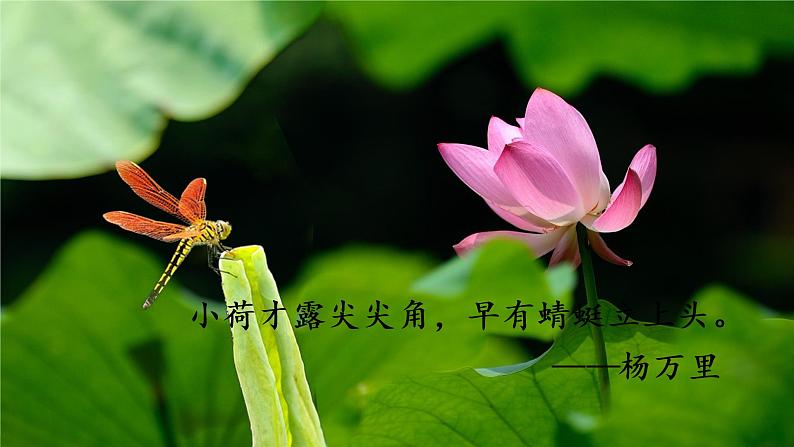 统编四年级语文下册 第三单元11.白桦 PPT课件+教案04