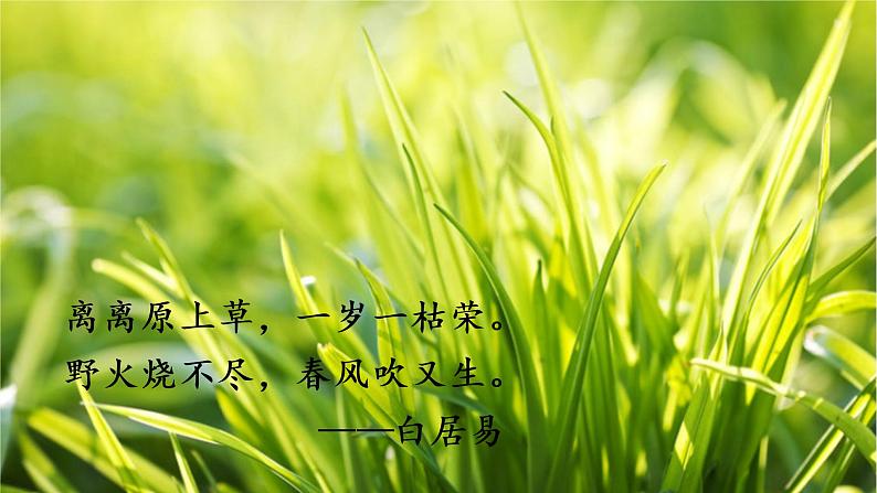 统编四年级语文下册 第三单元11.白桦 PPT课件+教案05