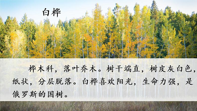 统编四年级语文下册 第三单元11.白桦 PPT课件+教案06