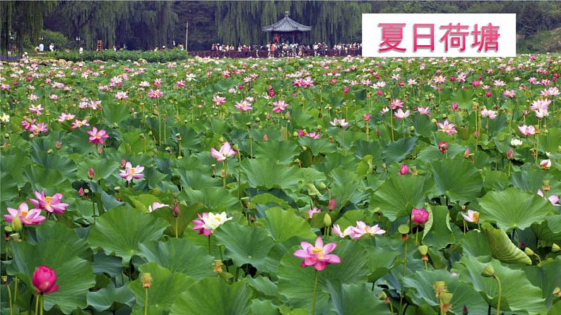 15《古诗二首》（课件+教案+音视频素材+练习）06