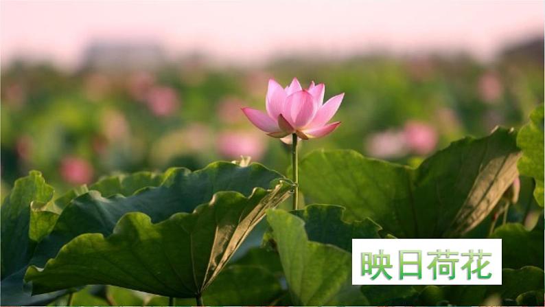 15《古诗二首》（课件+教案+音视频素材+练习）07