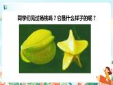 13《画杨桃》（课件+教案+音视频素材）