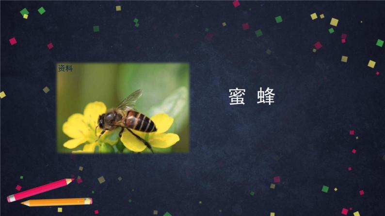 蜜蜂 课件练习教案02