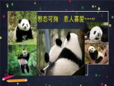 习作：国宝大熊猫课件PPT