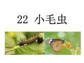 22 小毛虫课件PPT