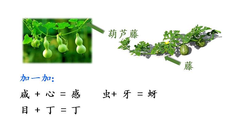 14 我要的是葫芦课件PPT08