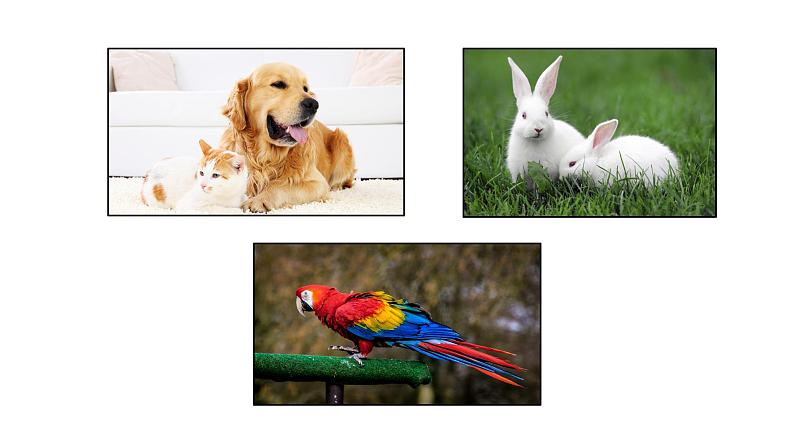 口语交际：有趣的动物课件PPT03