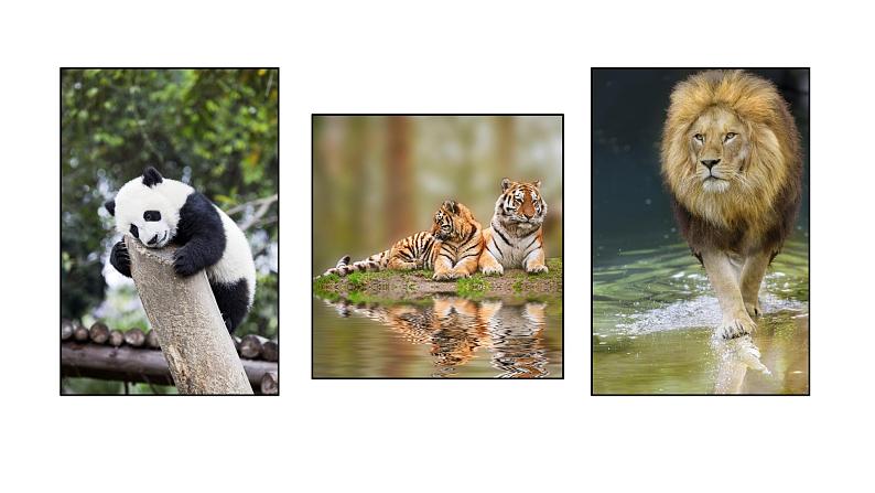 口语交际：有趣的动物课件PPT04