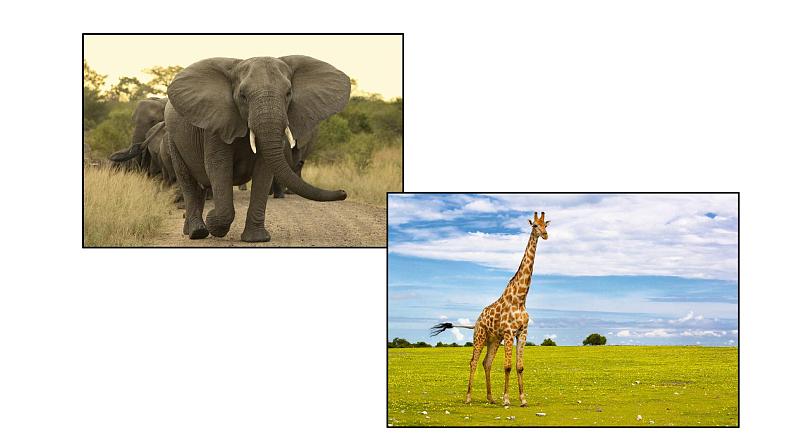 口语交际：有趣的动物课件PPT05