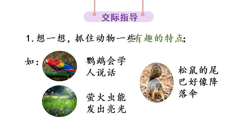 口语交际：有趣的动物课件PPT08