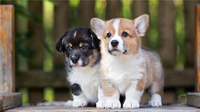 14 小狗学叫课件PPT06