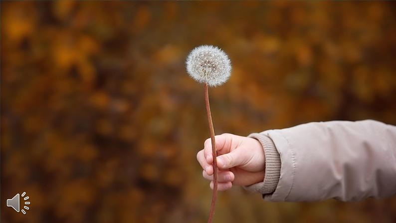 16 金色的草地课件PPT02